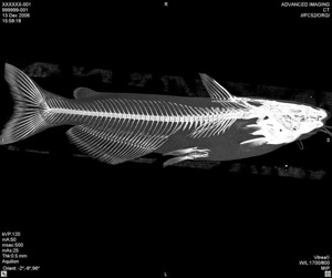 xray fish