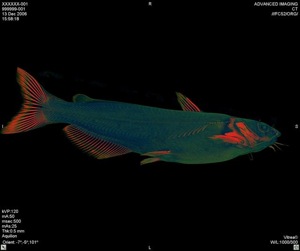 catfish in color