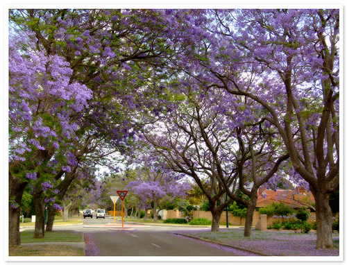 jacarandas