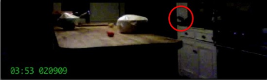 rat