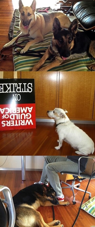 dogs