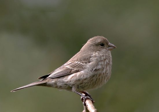 brown bird