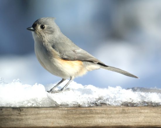 small bird